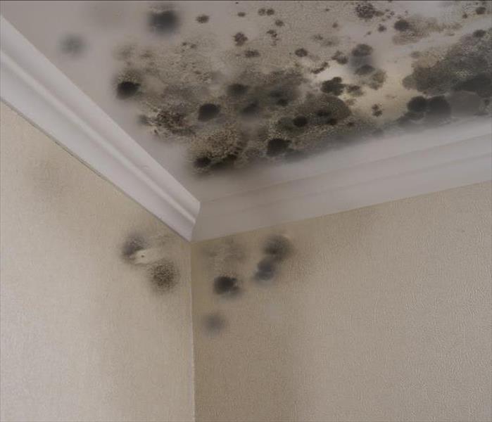 Mold growth in a home.